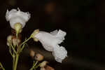 Southern catalpa